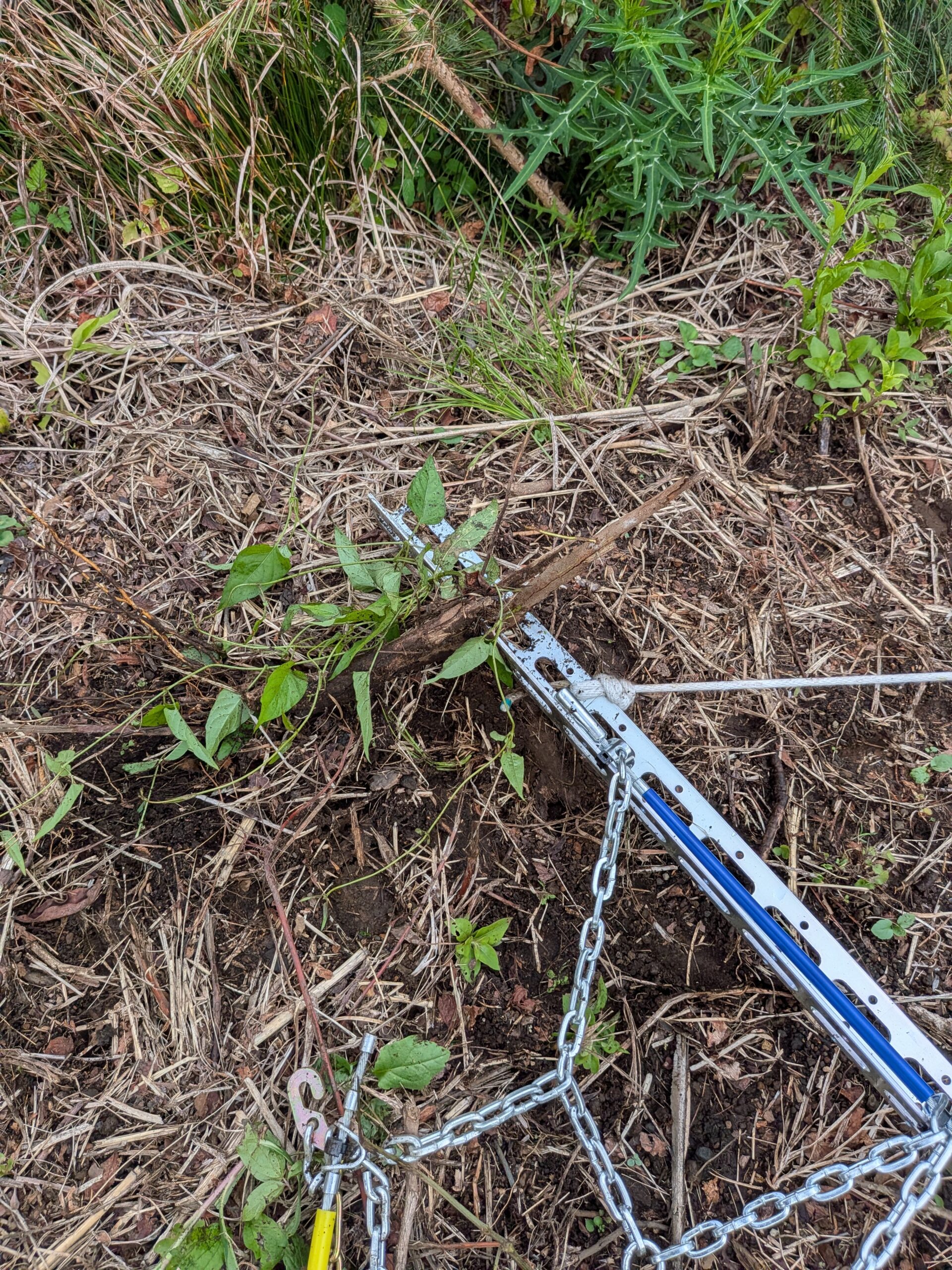 バーの端がつる性植物の生え際に当たっている様子